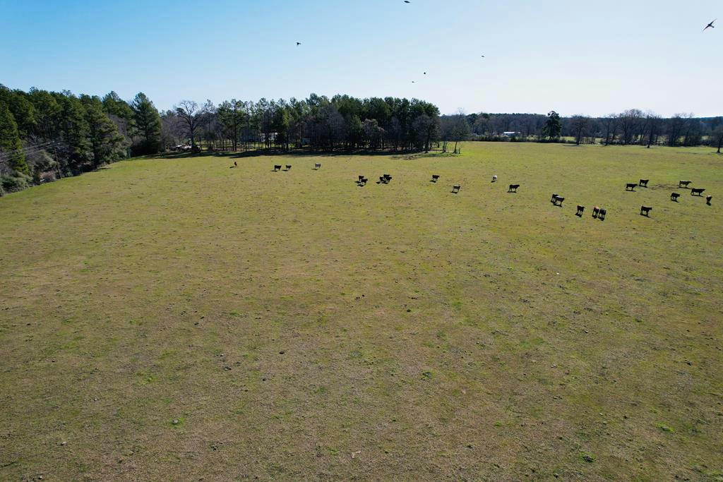 1153 TRACT 4 WILLIS ROAD, APPLE SPRINGS, TX 75926, photo 1 of 4